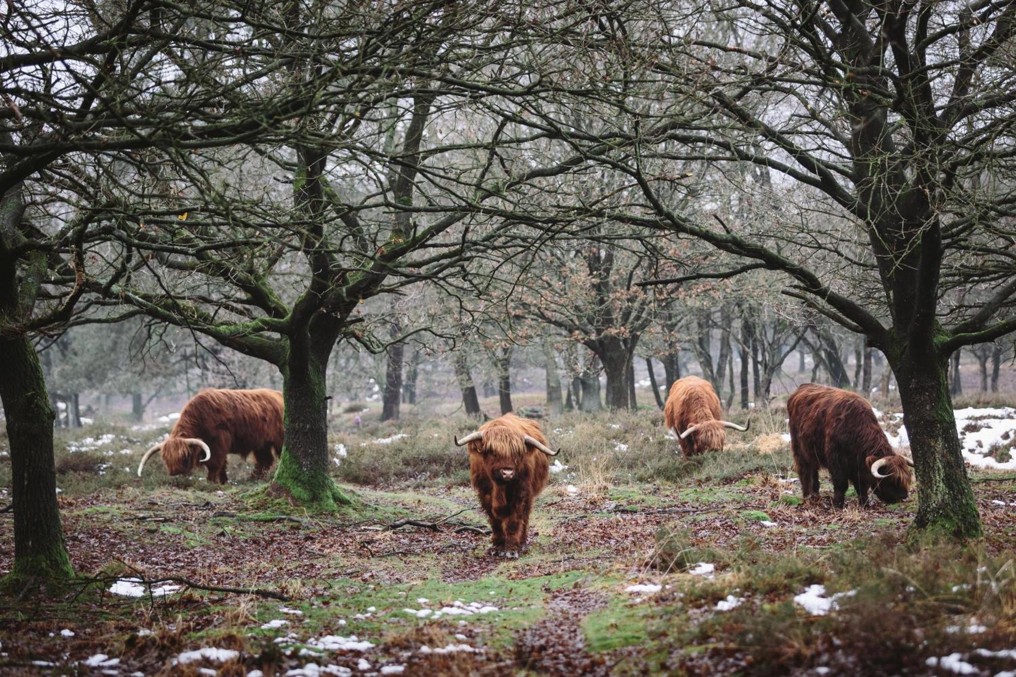 Camping De Bosrand Spier Dış mekan fotoğraf